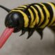 Caterpillar Tongue