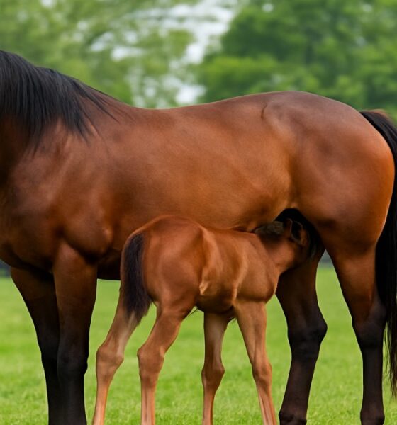 Broodmare