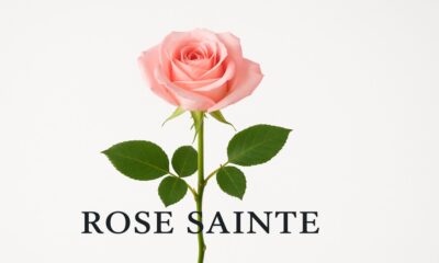 Rose Sainte