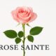 Rose Sainte