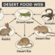 Desert Food Web