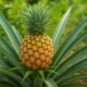 Pineapple Tree