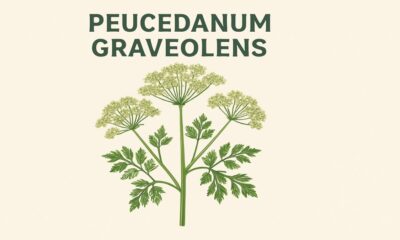 Peucedanum graveolens