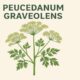 Peucedanum graveolens