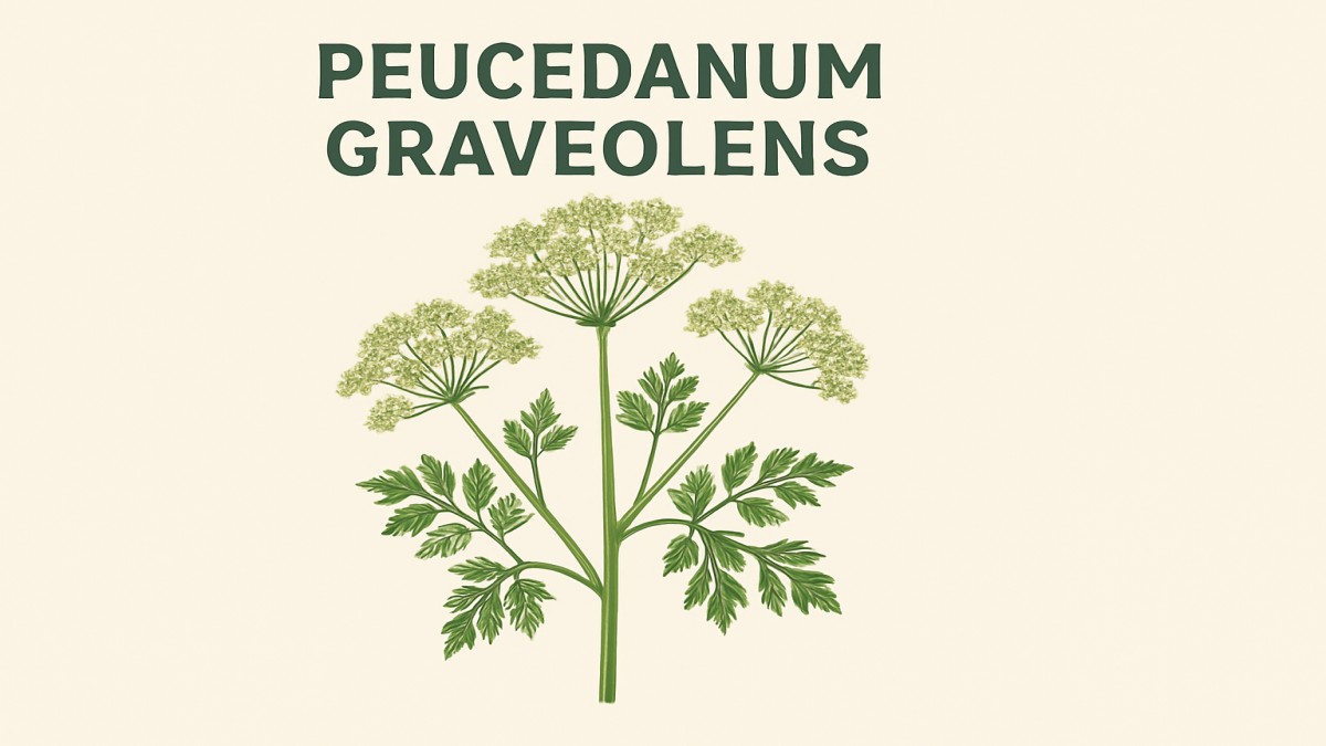 Peucedanum graveolens