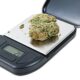 How Many Grams Is a Quarter