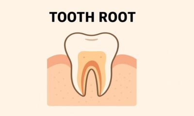 Tooth Root