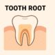 Tooth Root