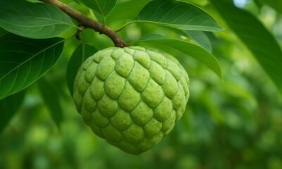 Cherimoya