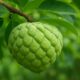 Cherimoya