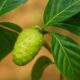 Plant Noni