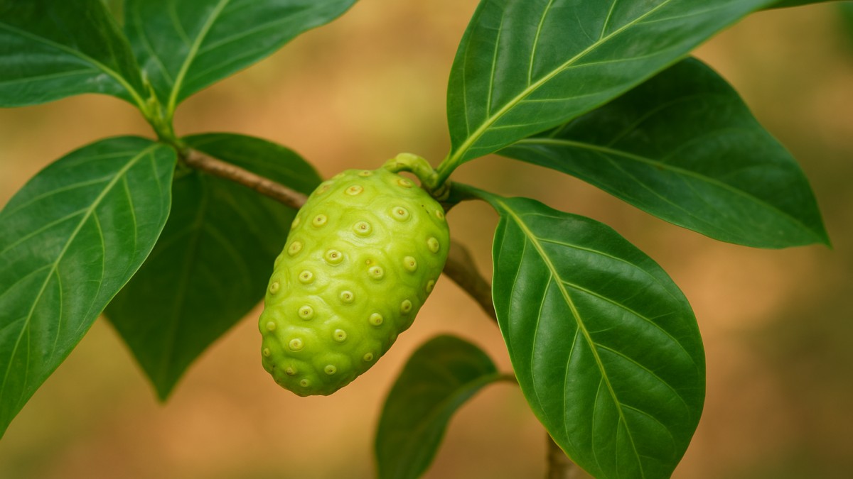 Plant Noni