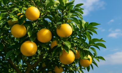 Grapefruit Tree