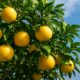 Grapefruit Tree