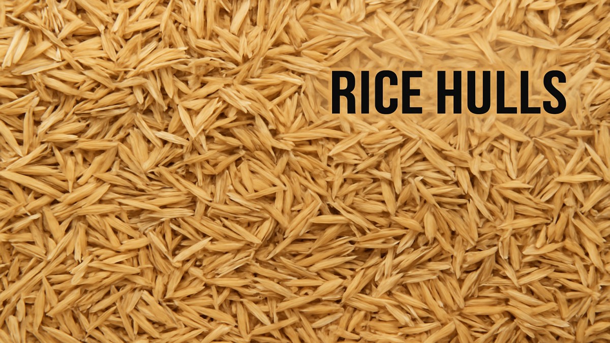Rice Hulls