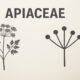 Apiaceae