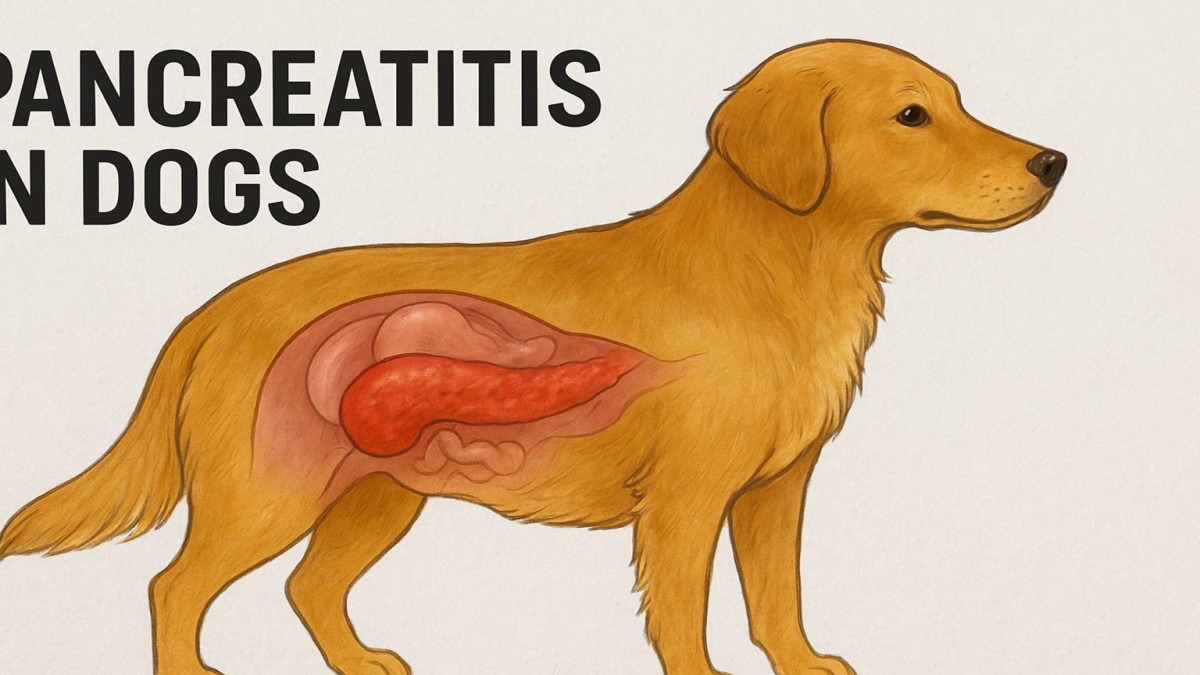Pancreatitis in Dogs